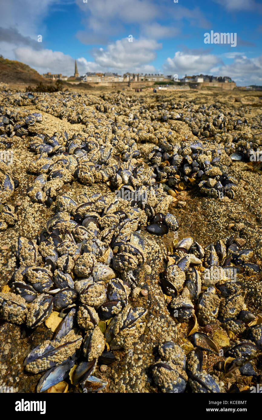 Mussel posti esposti a bassa marea a St Malo Bretagna Francia Foto Stock