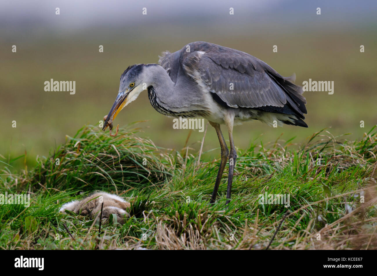 Un bambino airone cinerino (Ardea cinerea) lavaggio la carcassa di un coniglio sull'Isle of Sheppey, Kent. Dicembre. Foto Stock