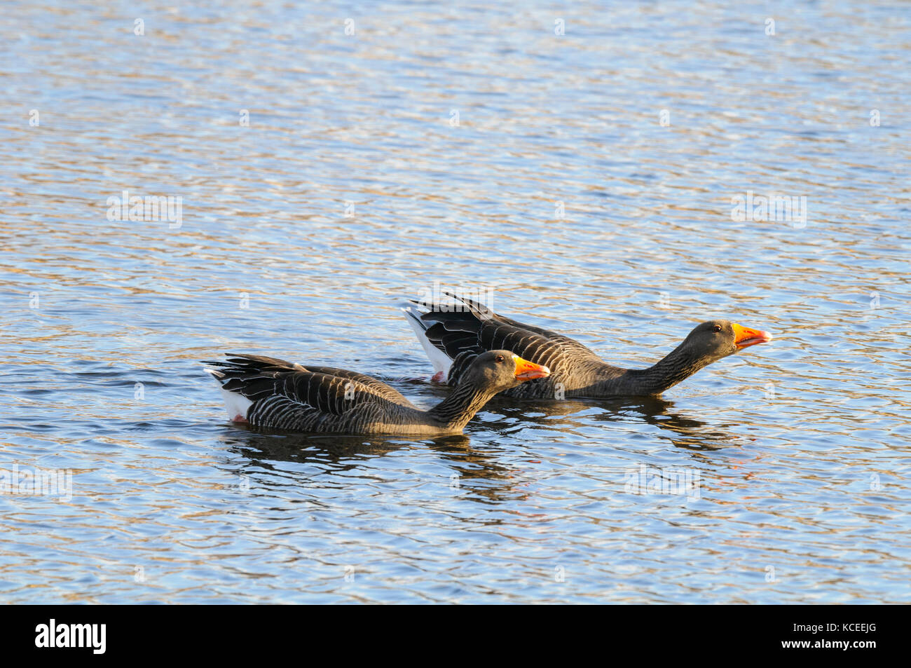 Due adulti graylag oche (Anser anser) nuoto parallele tra loro in ciascuna minaccia la postura su un lago a Yorkshire Wildlife Trust's Potteric Carr rese Foto Stock