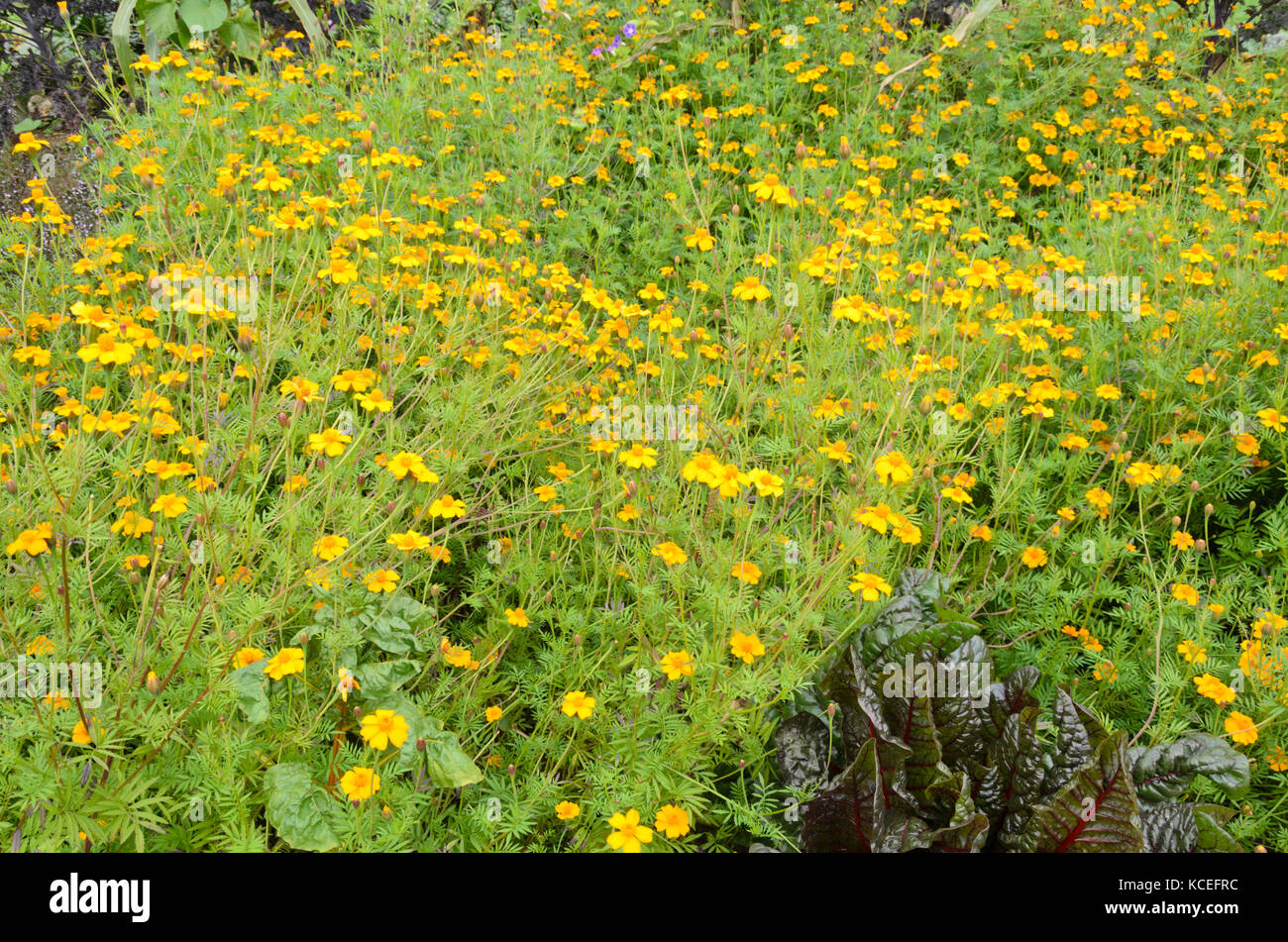 Calendula (tagetes) Foto Stock