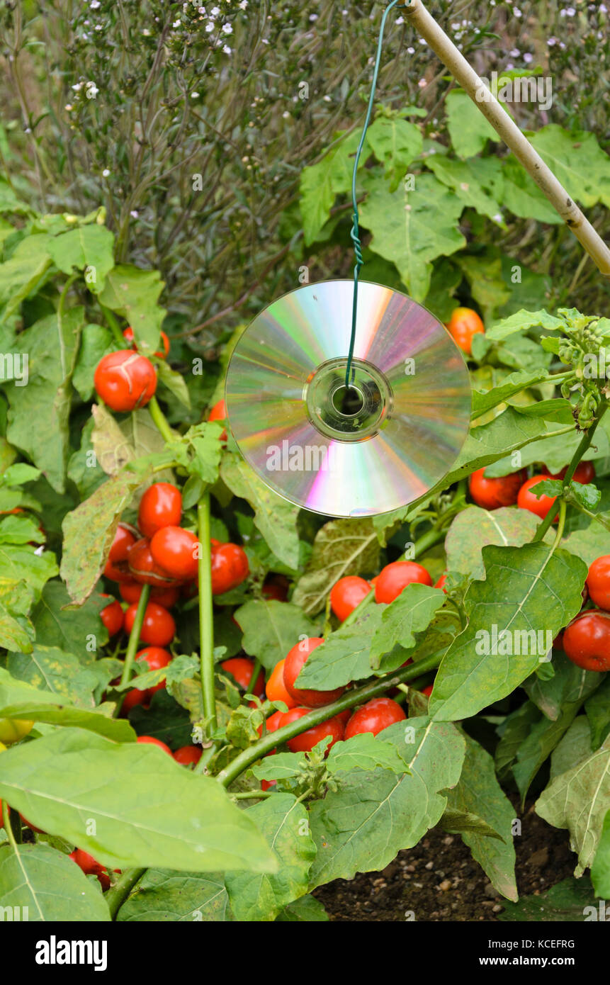 Cd utilizzato come spaventapasseri Foto Stock
