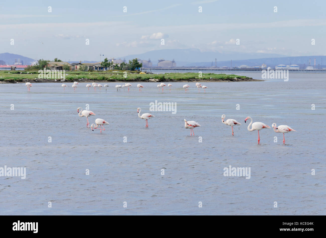 Fenicottero maggiore (Phoenicopterus roseus), CAMARGUE, Francia Foto Stock