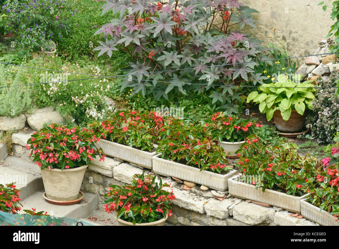 Le begonie (begonia) e olio di ricino impianto (Ricinus communis) Foto Stock