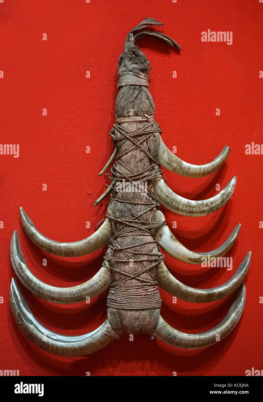 Decorazione da una collana realizzata da verri denti, indossato da uomini di stato elevato in Papua Nuova Guinea, circa 1900 Foto Stock