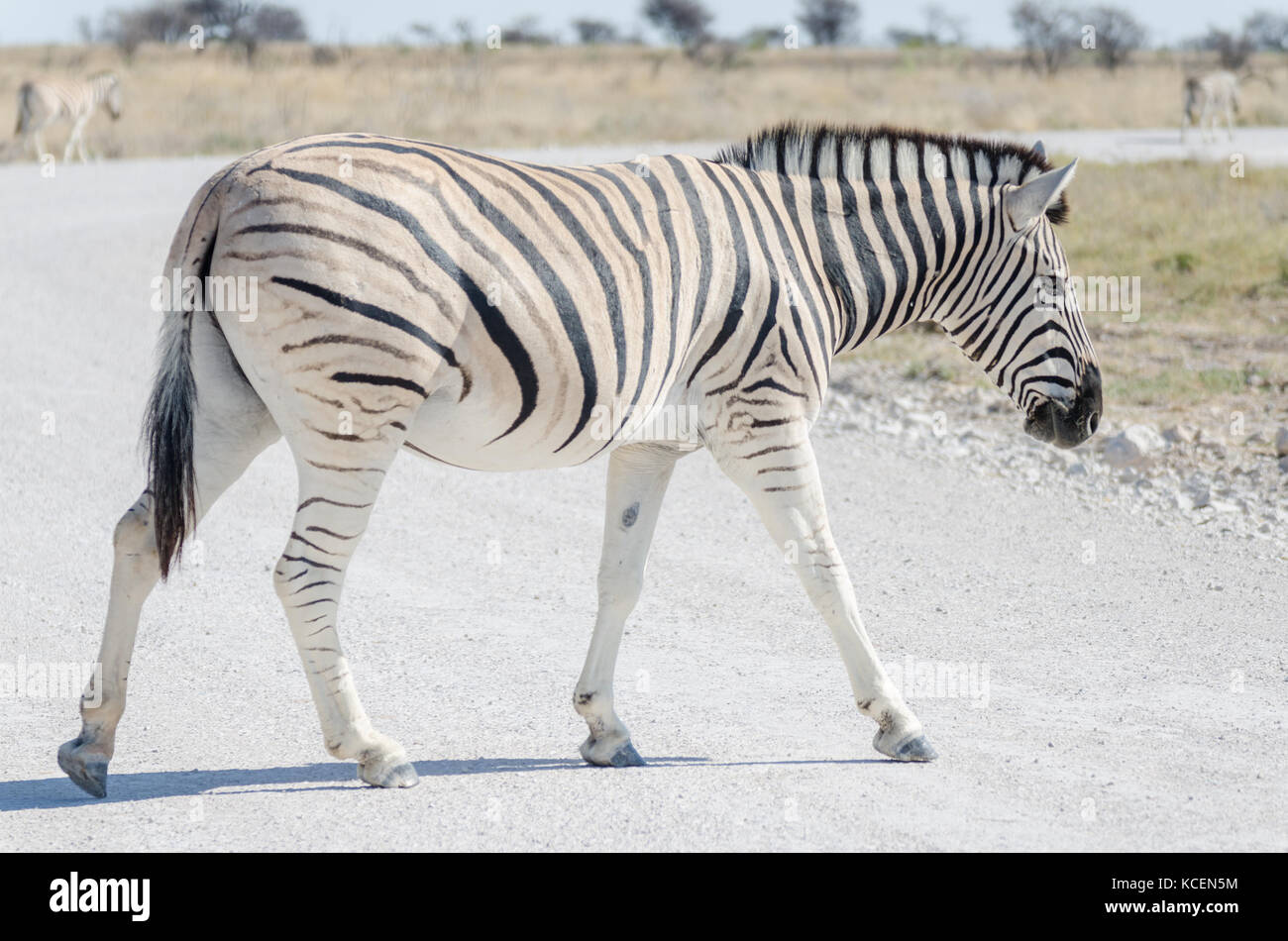 Strisce pedonali bianco grigio ghiaia nel parco nazionale Etosha, Namibia, Sud Africa Foto Stock