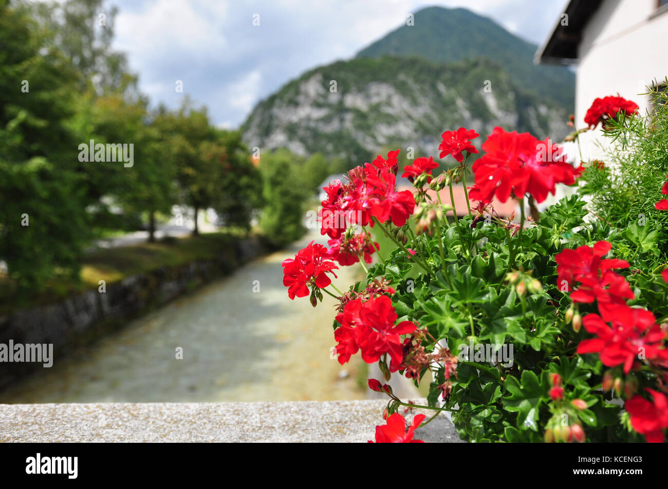Fiori di colore rosso con un background di fiume Foto Stock Fiori di colore rosso con un background di fiume Foto Stock