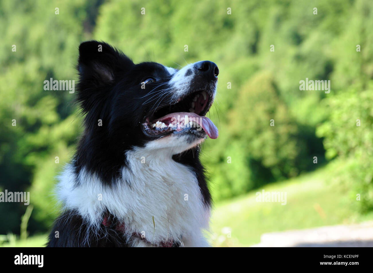 Border Collie cane con bocca aperta Foto Stock