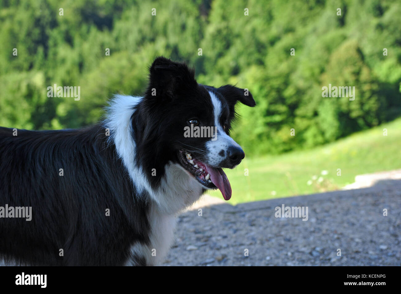 Border Collie cane con bocca aperta Foto Stock
