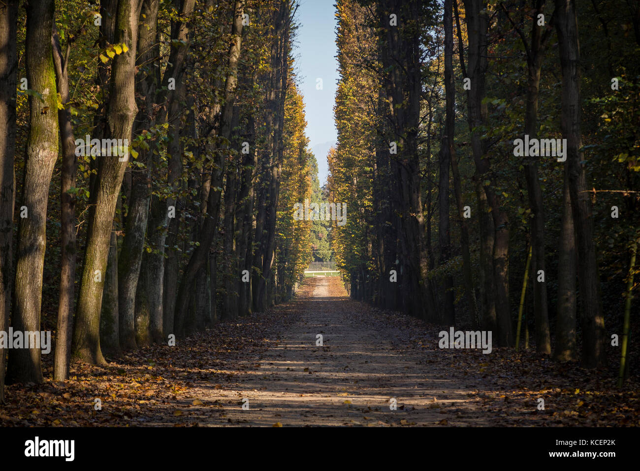 Boulevard autunnali nel Parco del Golfo della Quassa, vicino a Ispra, Lago Maggiore, provincia di Varese, Lombardia, Italia. Foto Stock