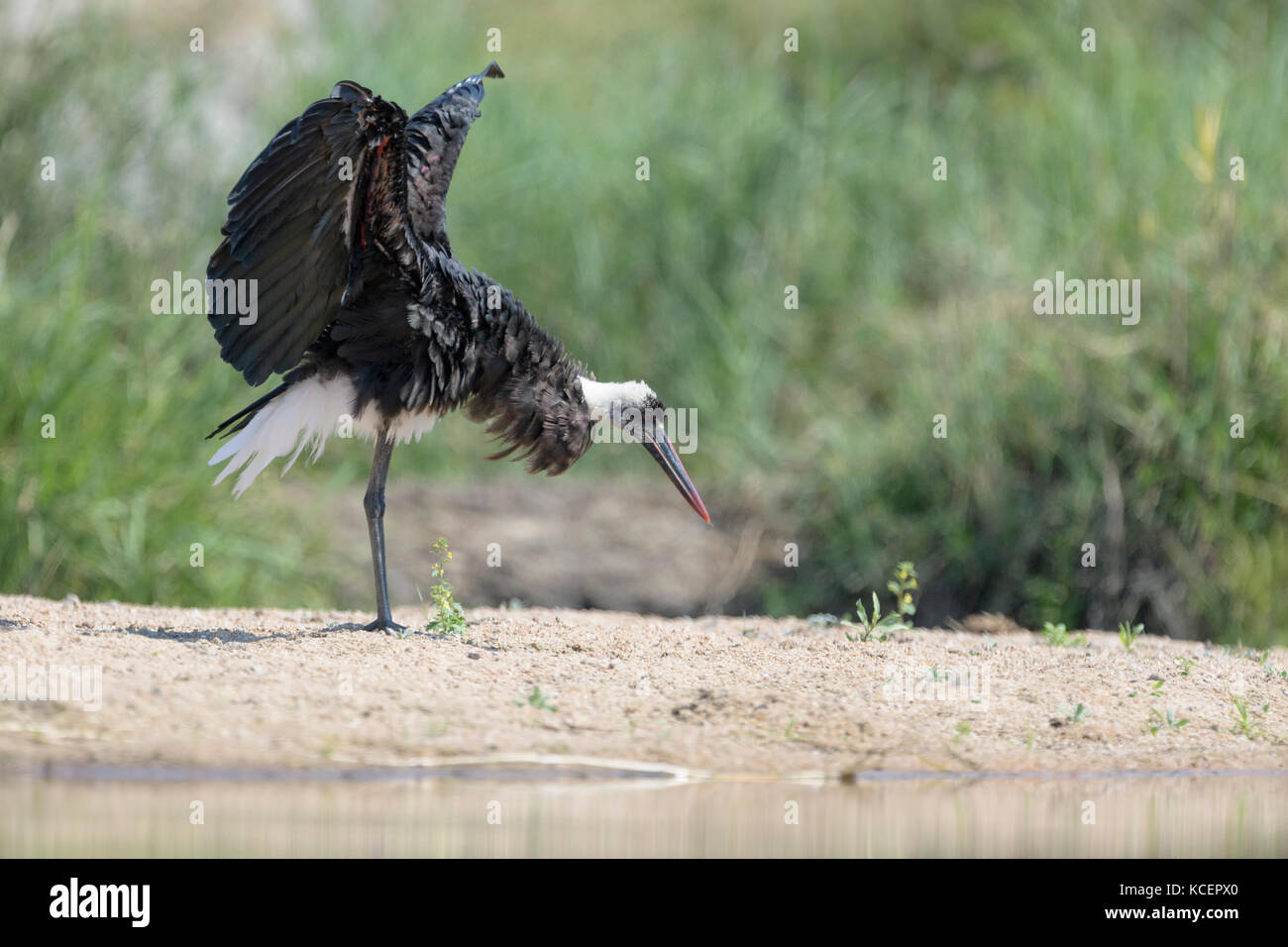 Lanosi colli (Stork ciconia episcopus) agitando le sue ali, Kruger National Park, Sud Africa Foto Stock