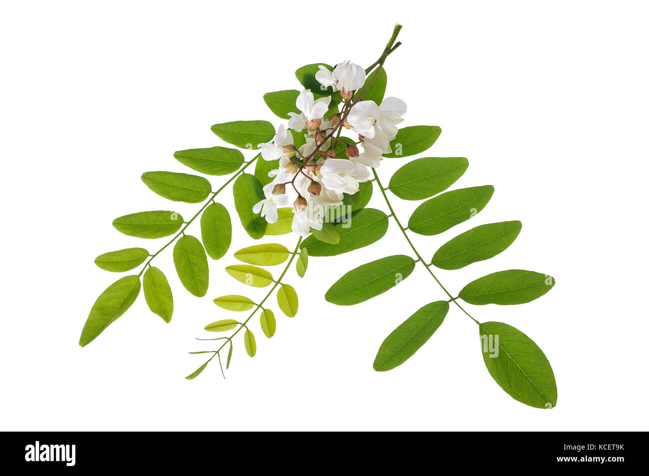 Robinia ramo con fiori isolati su sfondo bianco Foto Stock
