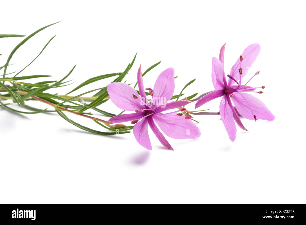 Rosa alpina fiori willowherb isolato su bianco Foto Stock