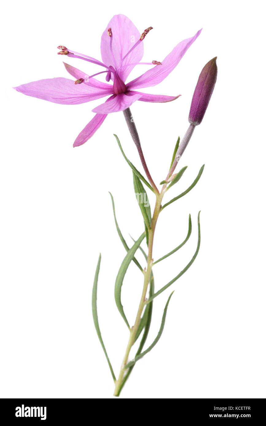 Rosa alpina fiori willowherb isolato su bianco Foto Stock