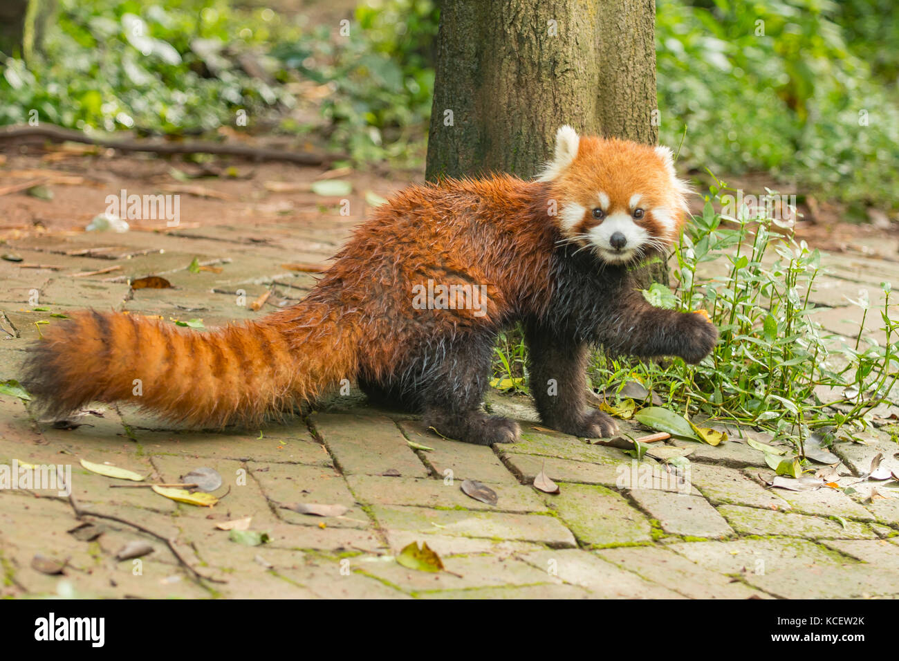 Panda rosso, Ailurus fulgens a panda base di ricerca, Chengdu Sichuan, Cina Foto Stock
