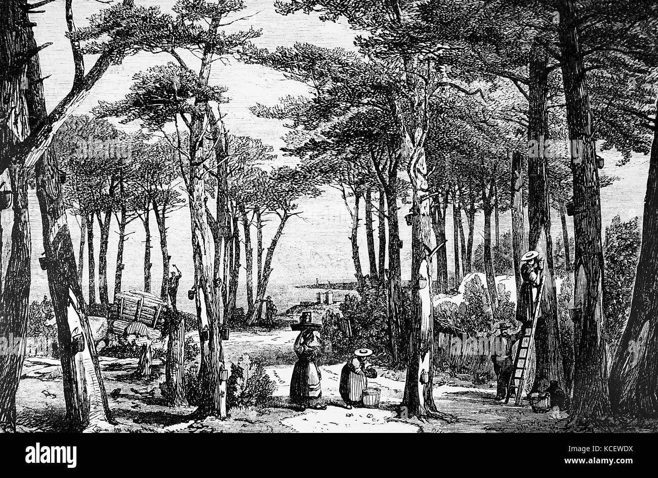 Illustrazione raffigurante la raccolta della resina di pino nella foresta delle Landes, Francia sudoccidentale. Datata del XIX secolo Foto Stock