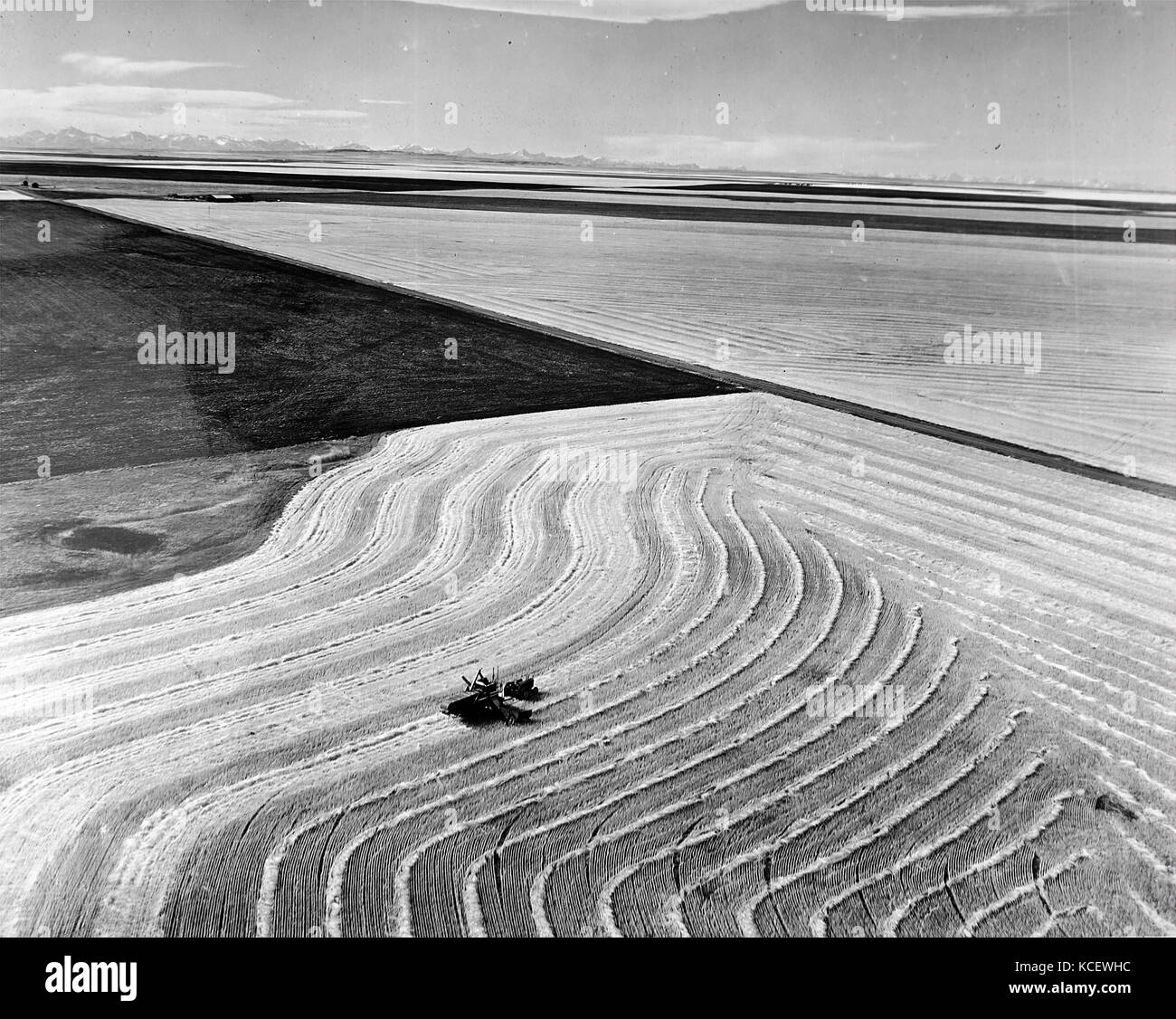 Fotografia che ritrae campi di grano in Alberta con le Montagne Rocciose in background. In data xx secolo Foto Stock
