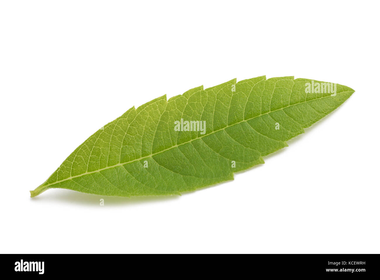 La verbena del limone foglie(beebrush) isolato su sfondo bianco Foto Stock