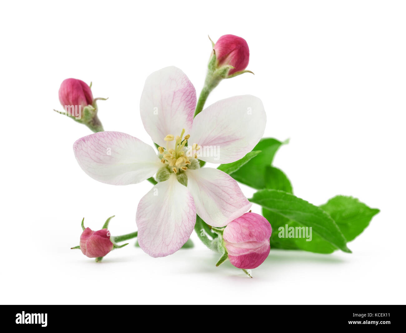 Apple fiore con boccioli isolati su sfondo bianco Foto Stock