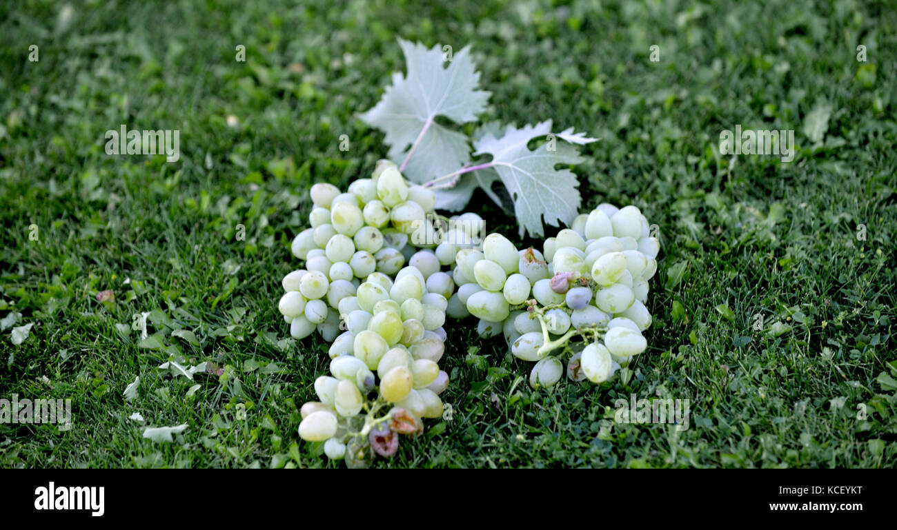 Freschi organici raccolti maturi uva bianca su una mossa erba,immagine di un Foto Stock