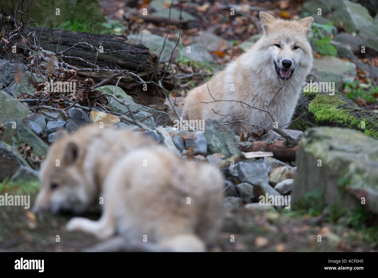 Osnabrueck, Germania. 4 ottobre 2017. Un lupo della Baia di Hudson nel loro recinto allo zoo di Osnabrueck, Germania, 4 ottobre 2017. Quattro lupi maschi della Baia di Hudson sono recentemente venuti a vivere allo zoo. Credito: Friso Gentsch/dpa/Alamy Live News Foto Stock