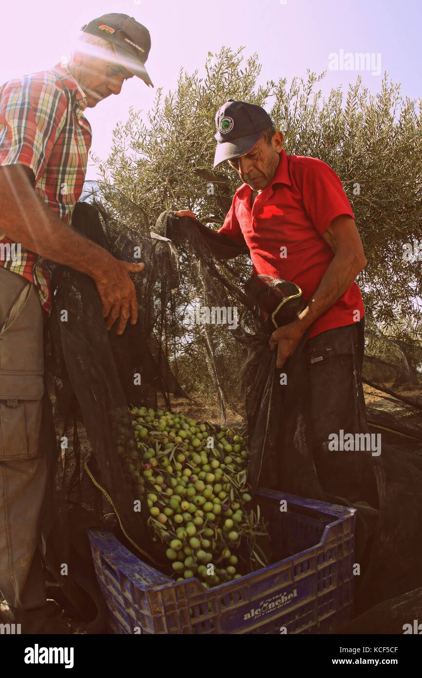 4 ottobre 2017 - 4 ottobre 2017 malaga (Andalucia) aloreã±una raccolta delle olive inizia nella provincia di Malaga. la raccolta di tali olive, noto come tecnica di mungitura, è ancora totalmente manuale. Dopo la raccolta, le olive vengono depositati in cestelli condizionata per evitare che i colpi danneggiare o rovinare le olive.dopo questa collezione, essi sono trasportati per la medicazione delle industrie e una volta lì, saranno classificati e calibrata. Più tardi essi saranno suddivisi e dolcificata con acqua e con acqua e sale durante il tempo che determina la loro forma di elaborazione: fresco verde, tradizionale o curad Foto Stock