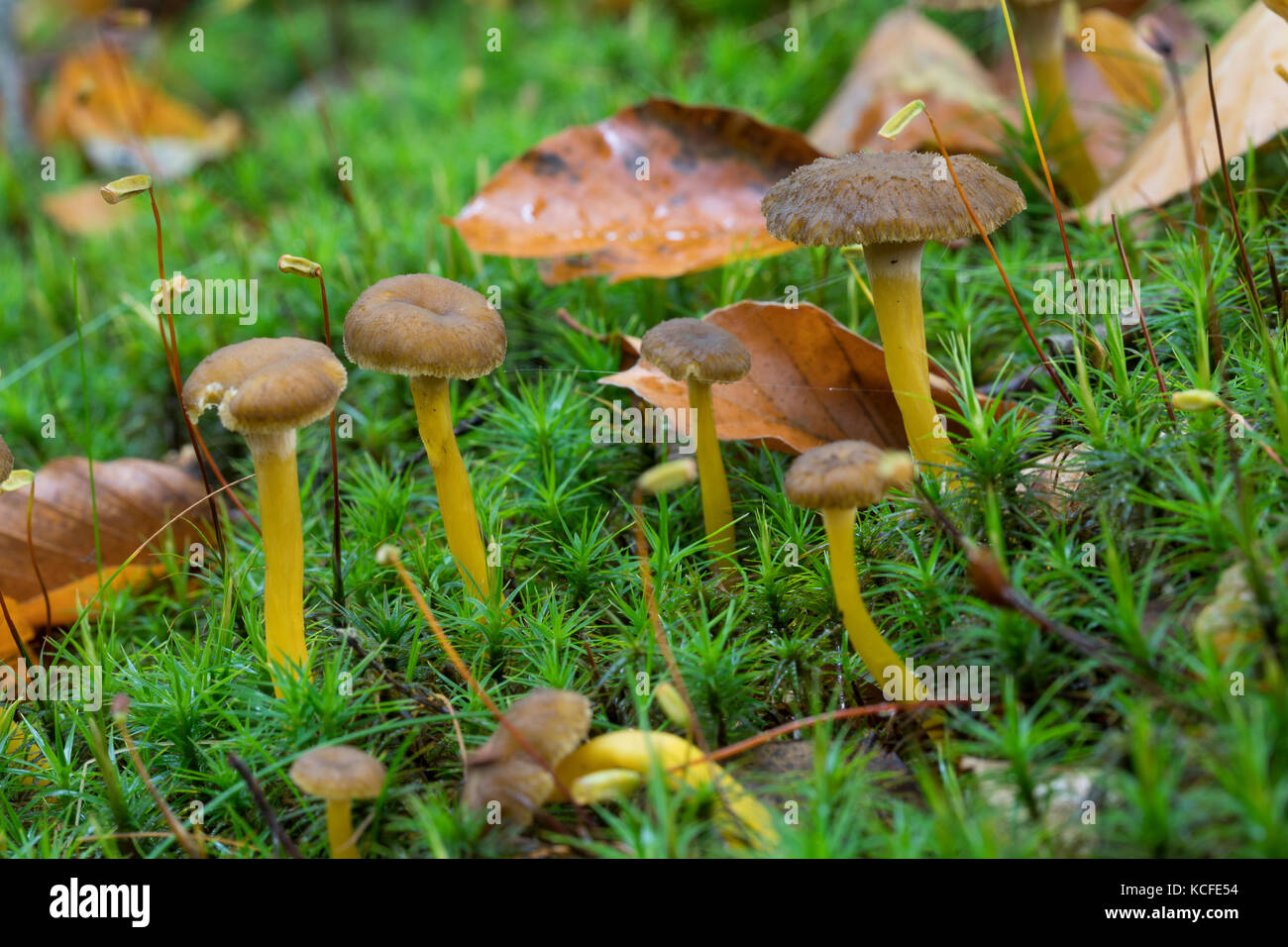 Trompeten-pfifferling, trompetenpfifferling, durchbohrter leistling, herbstpfifferling, herbst-pfifferling, craterellus tubaeformis, cantharellus infu Foto Stock