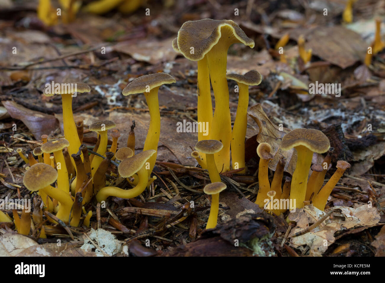 Trompeten-pfifferling, trompetenpfifferling, durchbohrter leistling, herbstpfifferling, herbst-pfifferling, craterellus tubaeformis, cantharellus infu Foto Stock