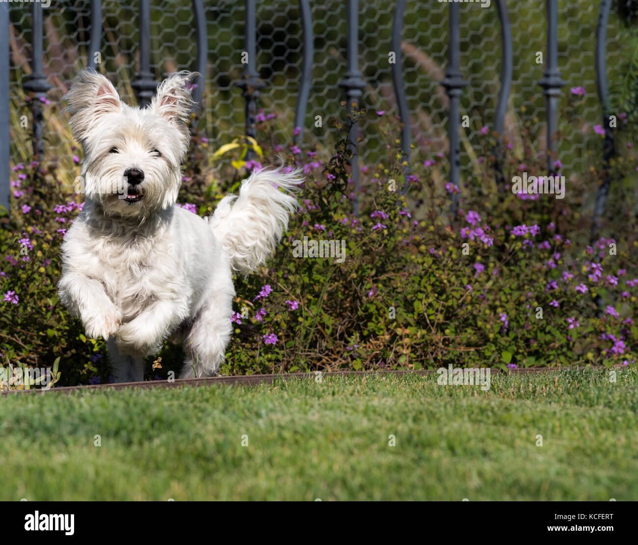 Westie, West Highland White terrior in esecuzione su erba verde Foto Stock