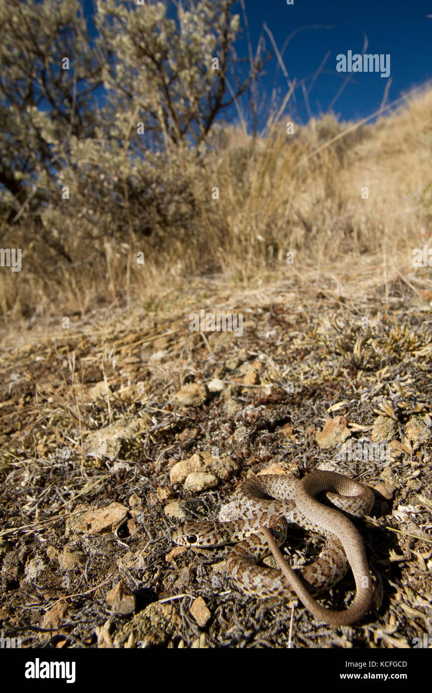 Close up a becco giallo Racers, Coluber constrictor mormon, bacino grande deserto, Okanagan, British Columbia, Canada Foto Stock