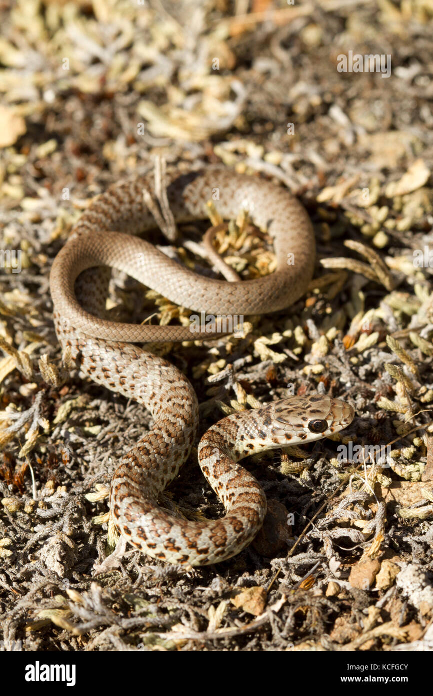 Close up a becco giallo Racers, Coluber constrictor mormon, bacino grande deserto, Okanagan, British Columbia, Canada Foto Stock