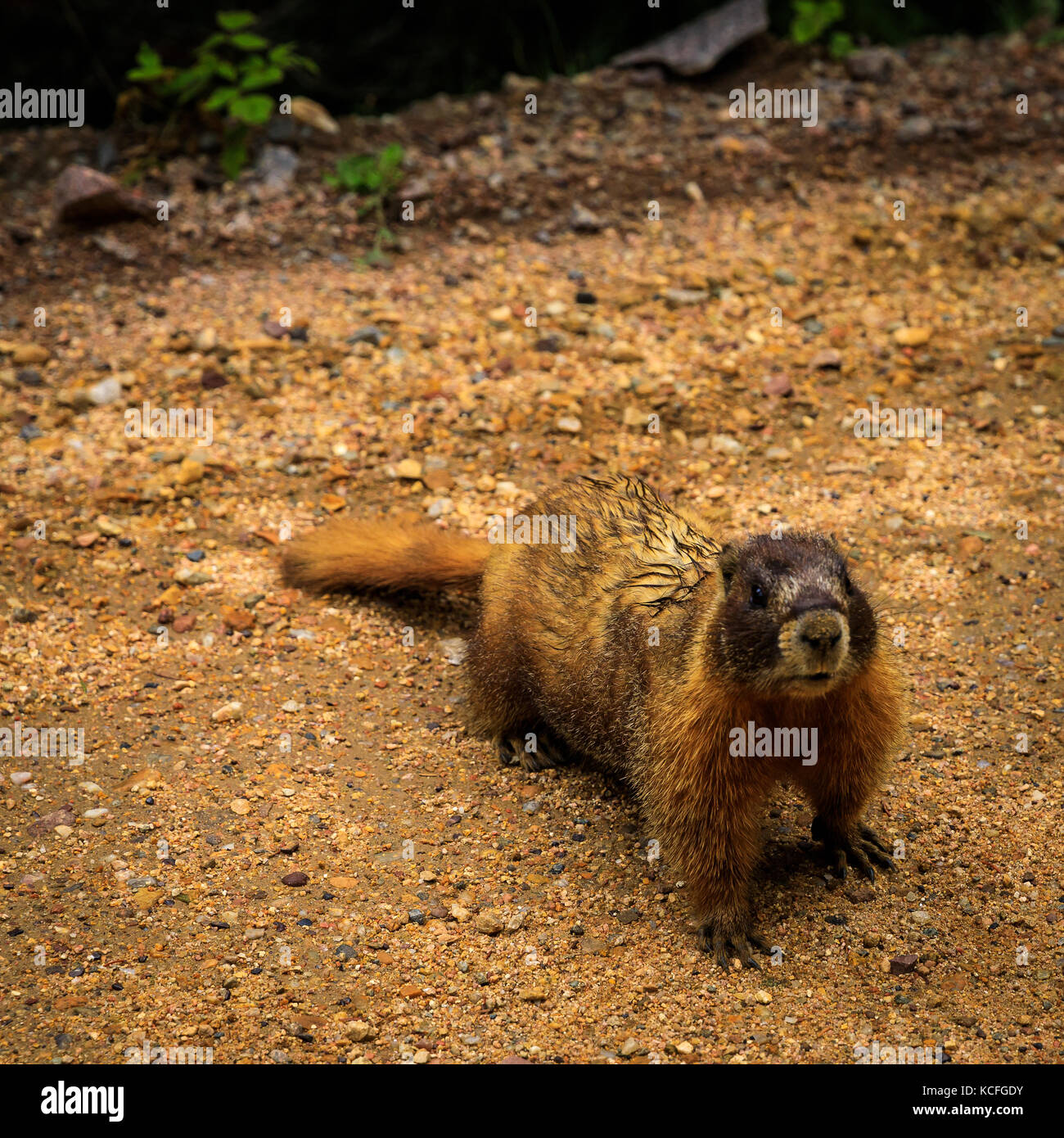 Marmotta di ventre giallo su una strada Foto Stock