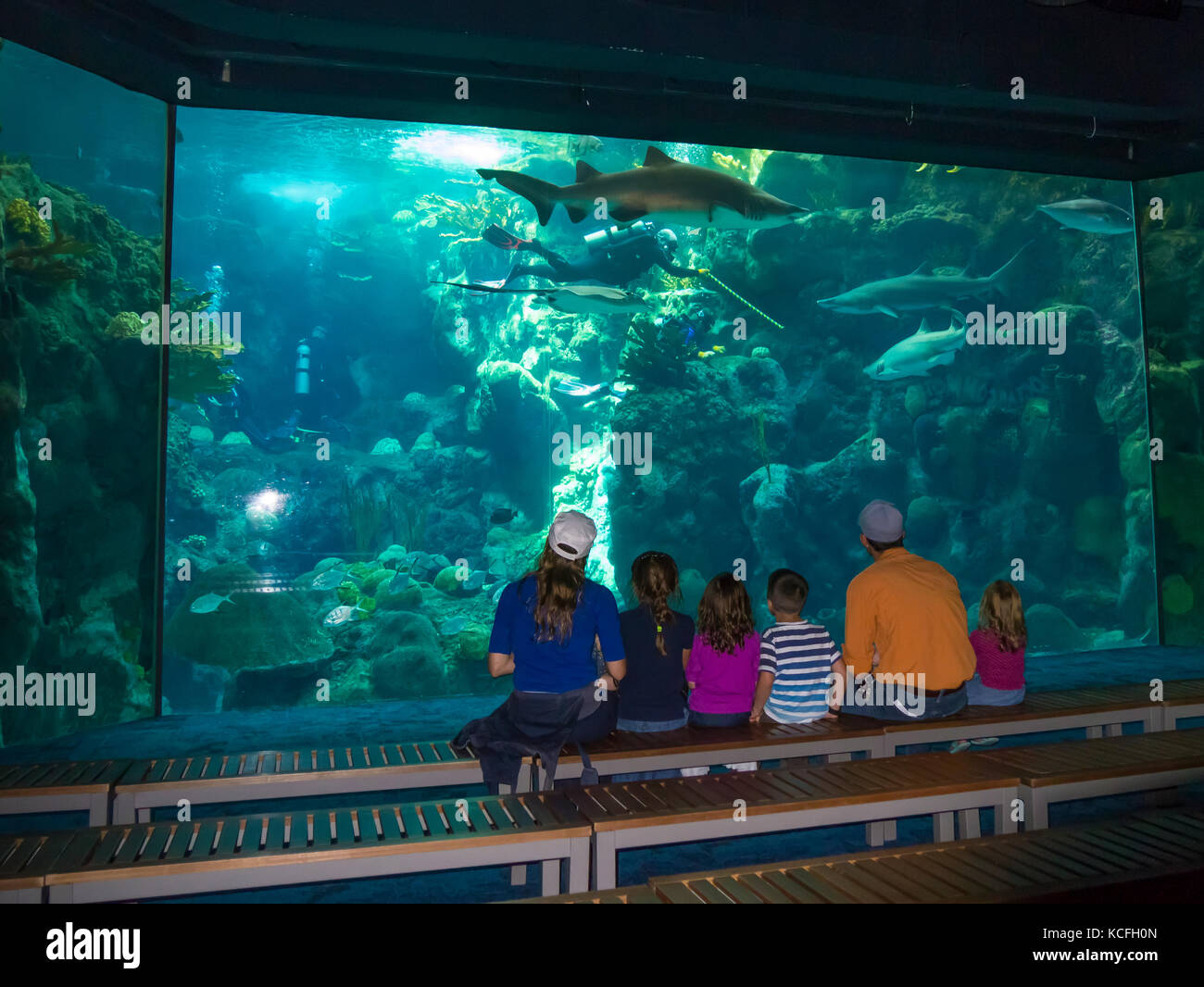 La famiglia osserva i pesci in vasca presso l'acquario della Florida a Tampa, Florida Foto Stock