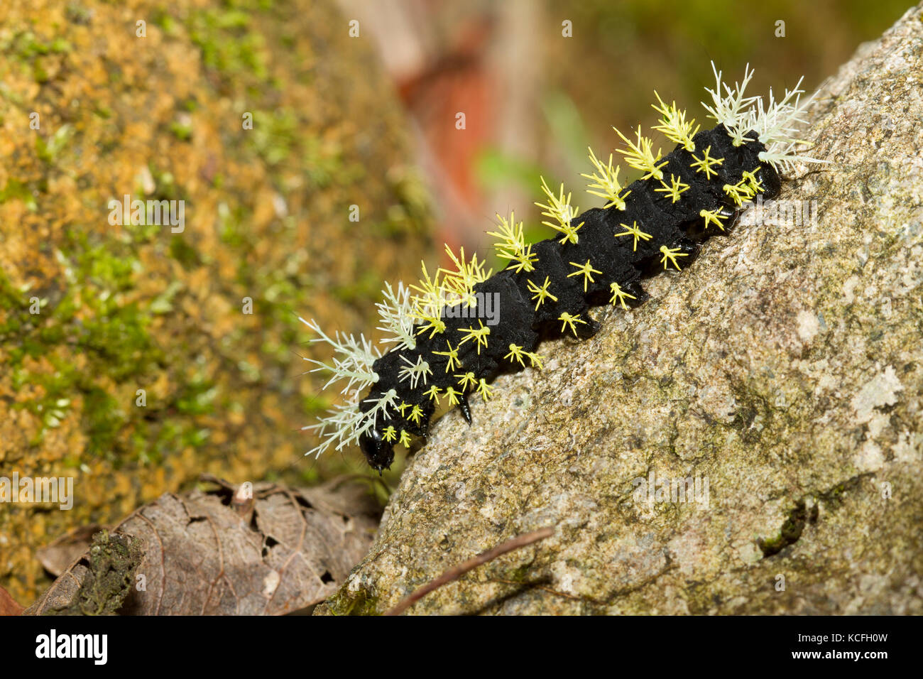 La seta Moth Caterpillar, America Centrale, Costa Rica Foto Stock