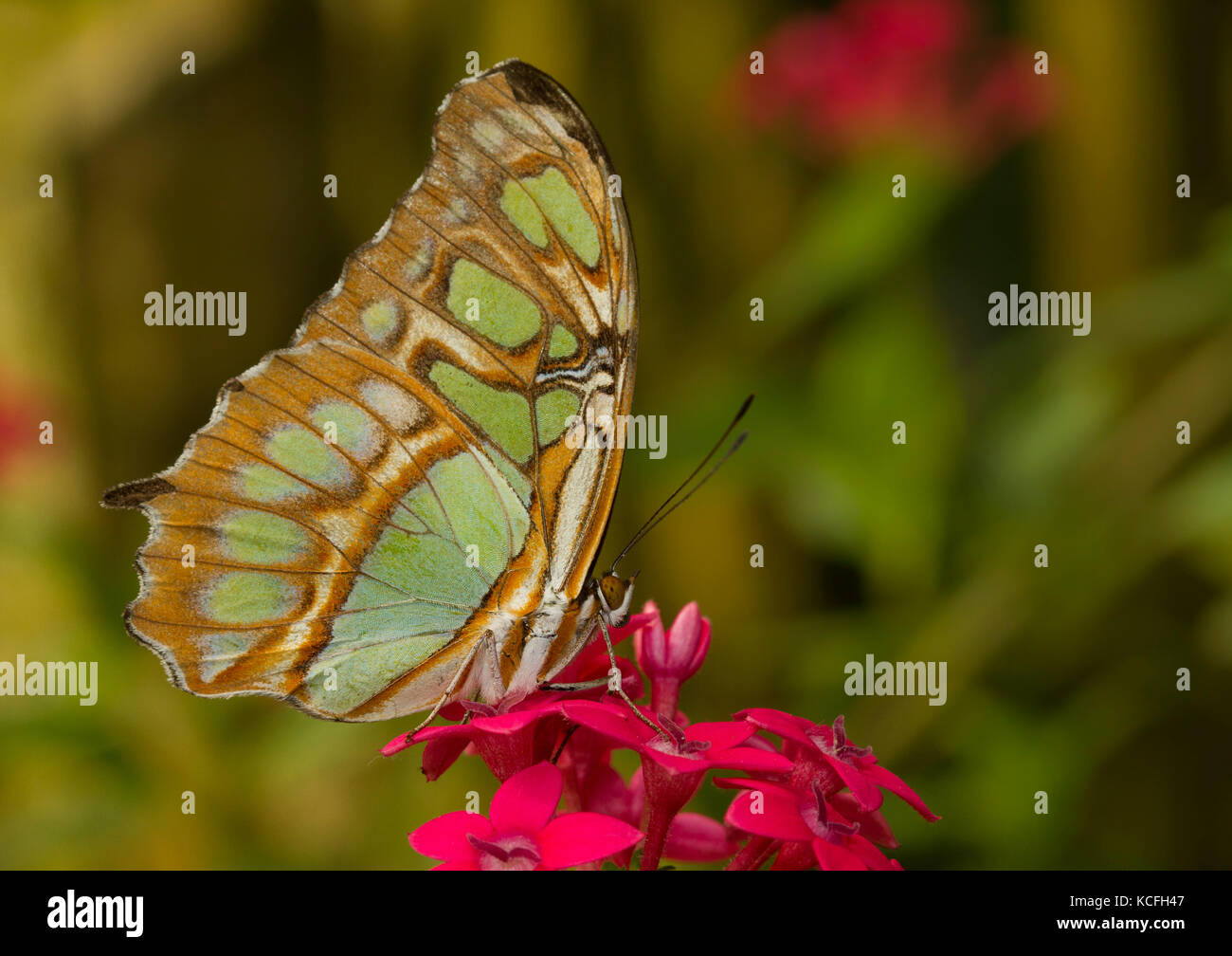 Butterfly, Malachite, Siproeta stelenes, Costa Rica, America Centrale Foto Stock