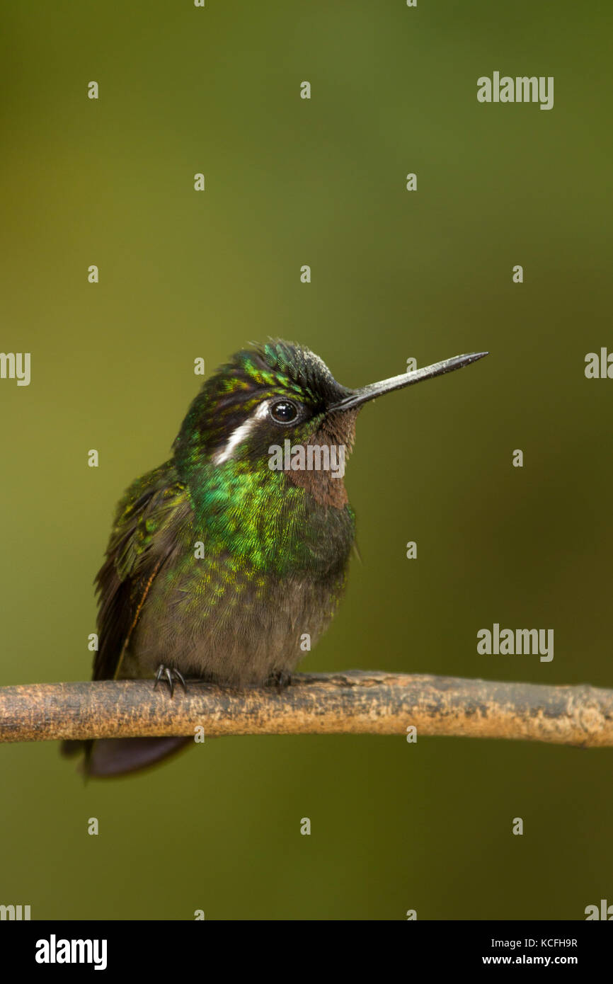 Lampornis calolaemus, viola-throated Mountain Gem, America Centrale, Costa Rica, Foto Stock