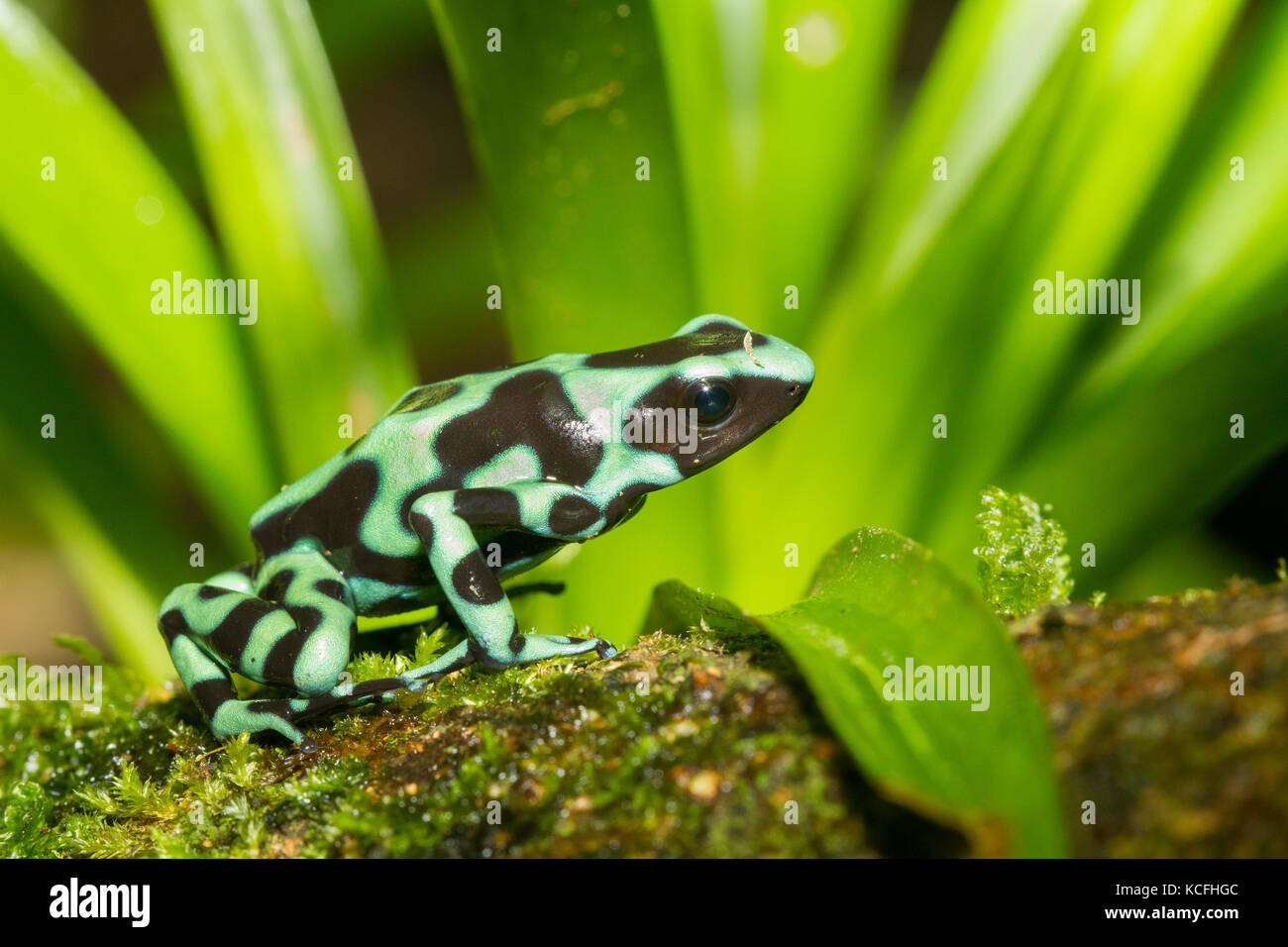 Verde e nero poison dart frog, Dendrobates auratus, Costa Rica, America centrale, Foto Stock