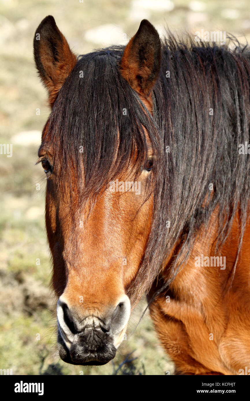 Marrone testa di cavallo Foto Stock