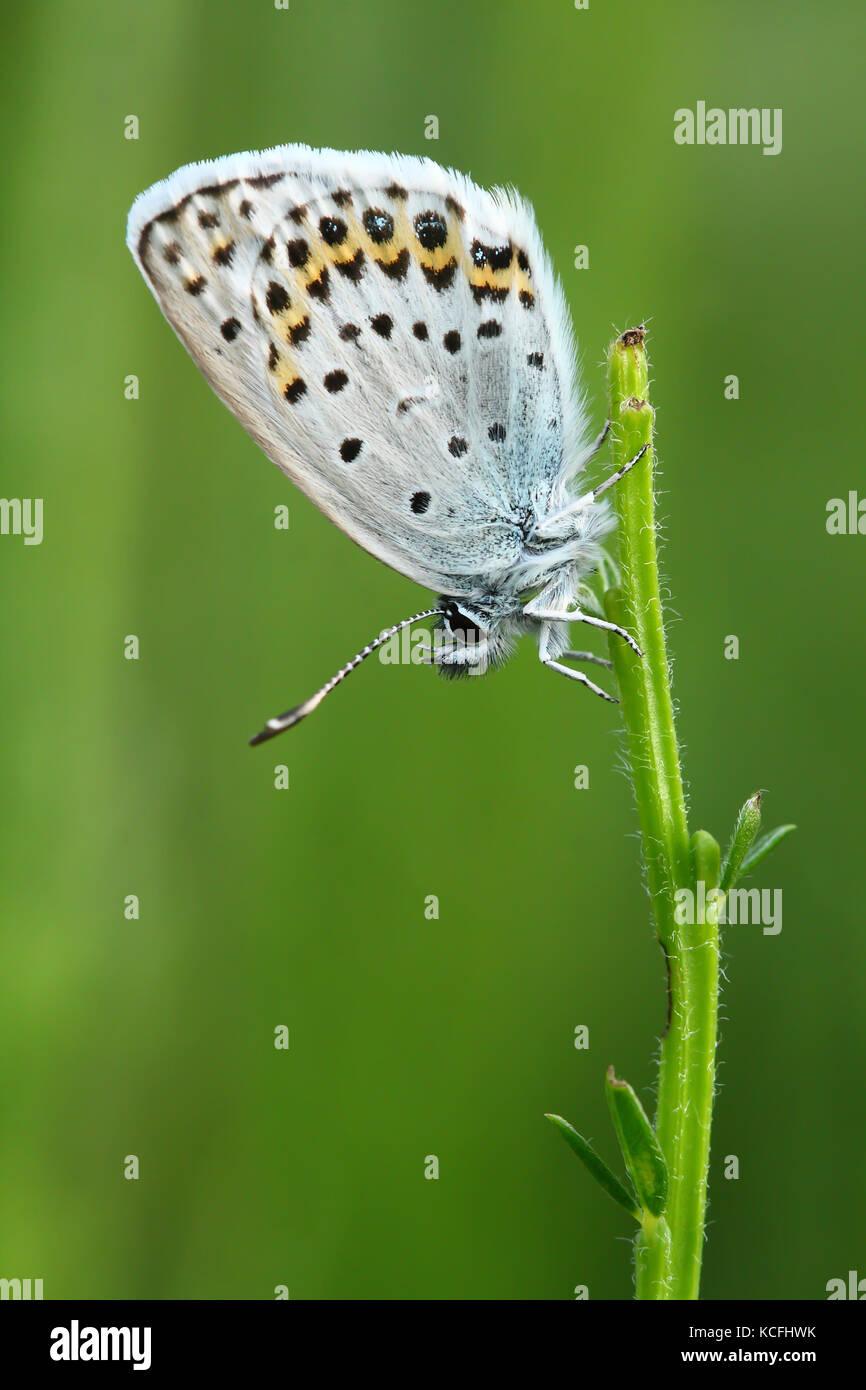 Comune (blu polyommatus icarus) Foto Stock