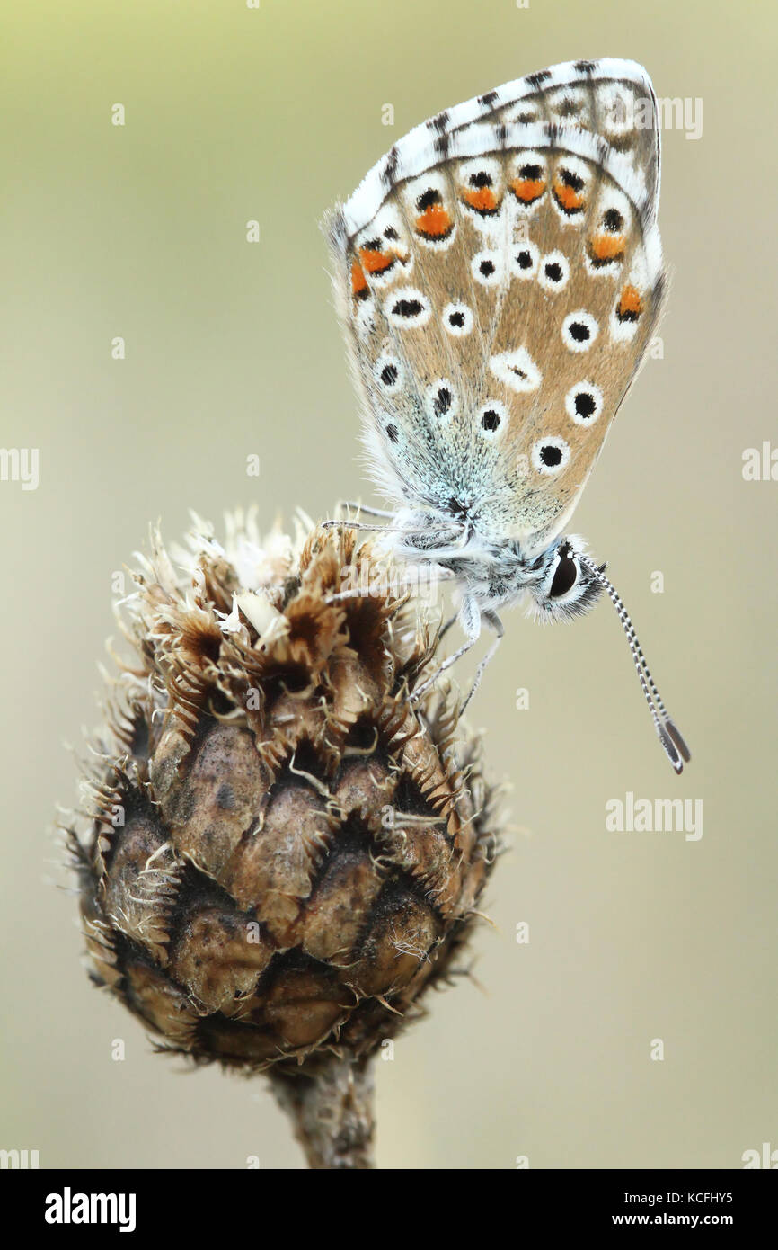 Comune (blu polyommatus icarus) Foto Stock