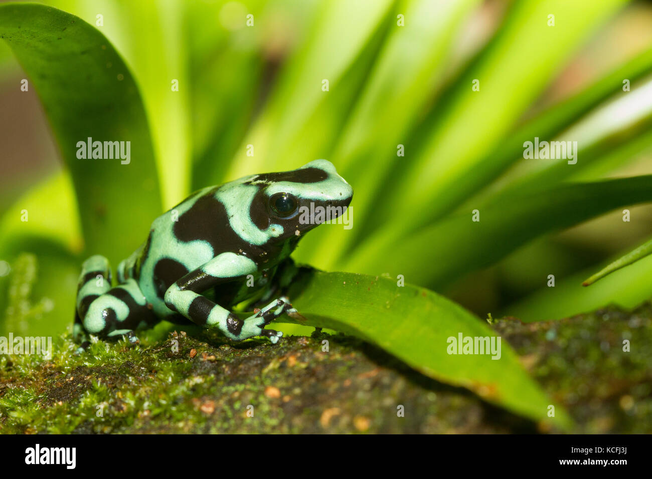 Verde e nero poison dart frog, Dendrobates auratus, Costa Rica, America Centrale Foto Stock