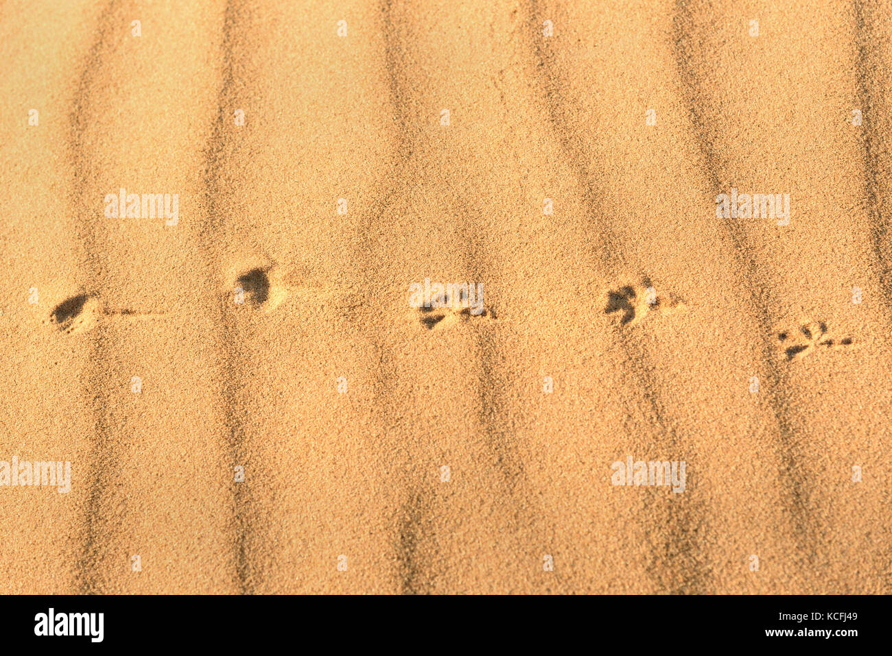 Le tracce degli animali sulla sabbia. Erg Chebbi dune di sabbia nel deserto del Sahara vicino a Merzouga, Marocco Foto Stock