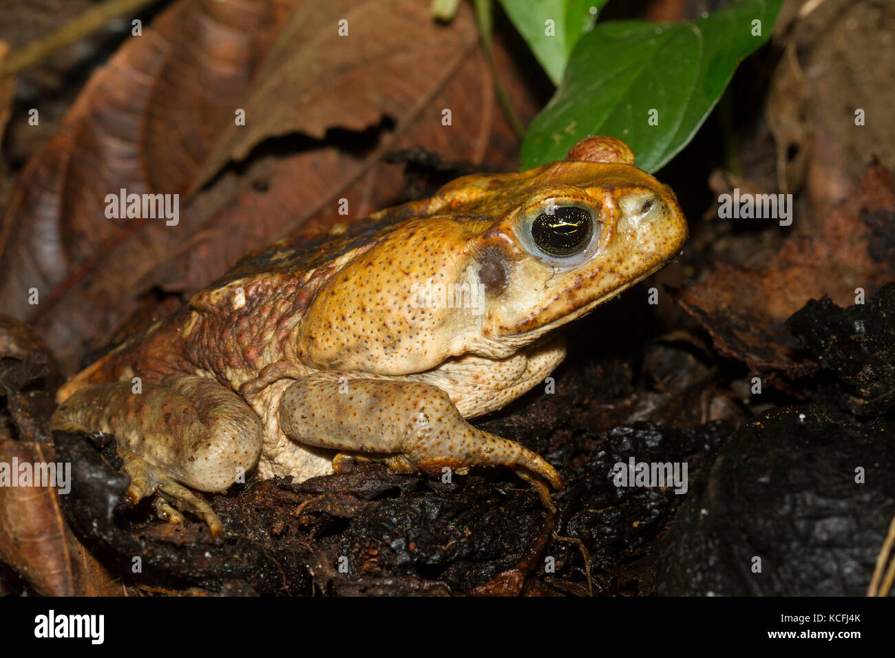 La canna da zucchero, toad Bufo marinus, la foresta pluviale amazzonica Ecuado, Costa Rica, America Centrale Foto Stock