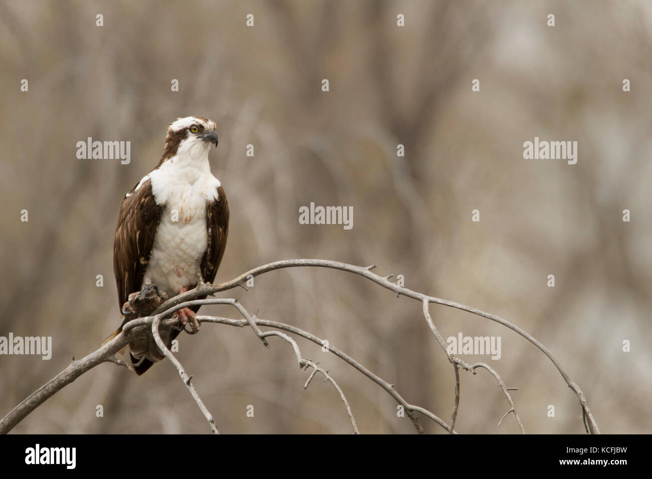 Osprey, Grande Bacino Desert Tour, Washington, Stati Uniti Foto Stock