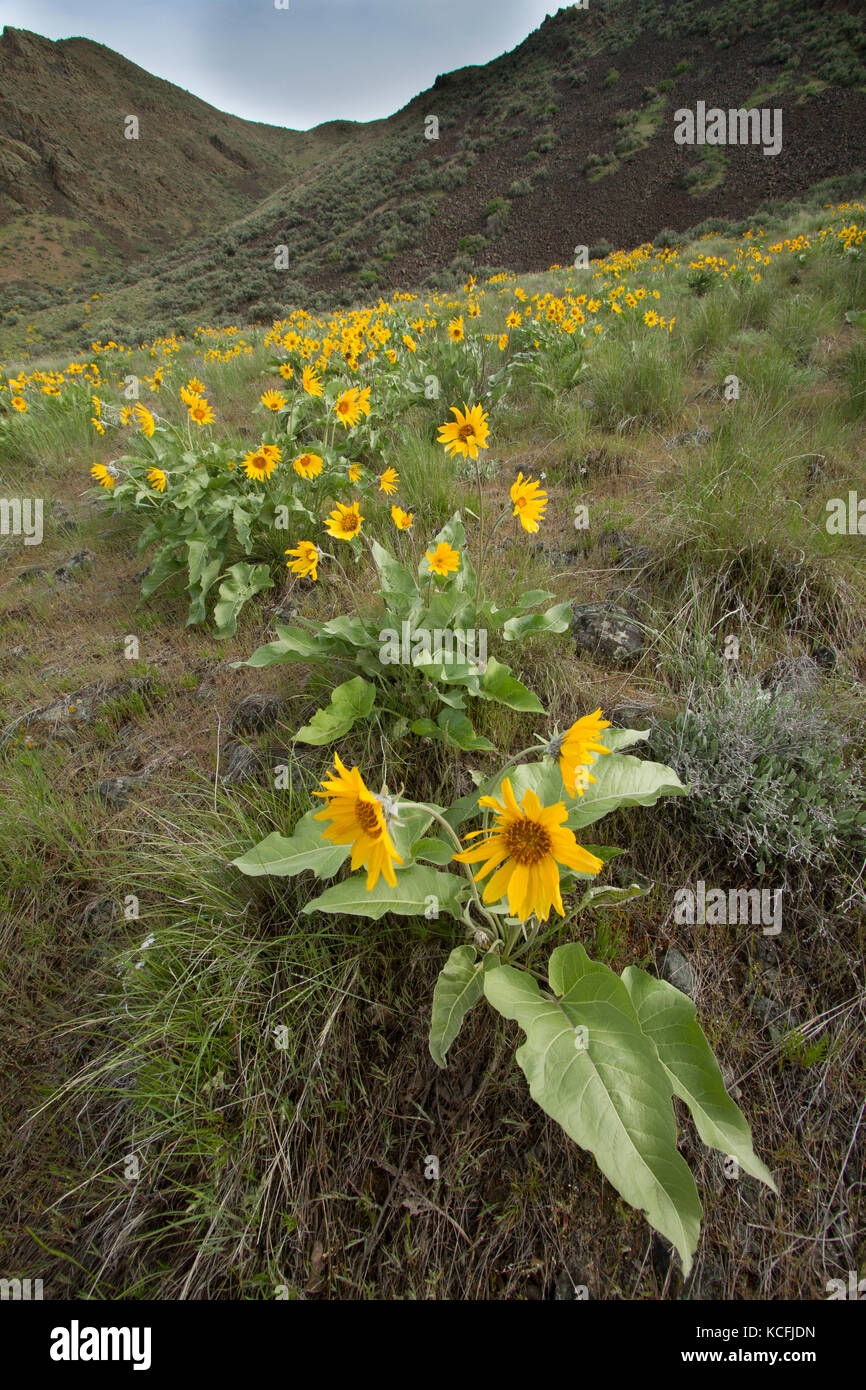 Close up di fiori selvatici nel grande bacino deserto, Washington, Stati Uniti d'America Foto Stock