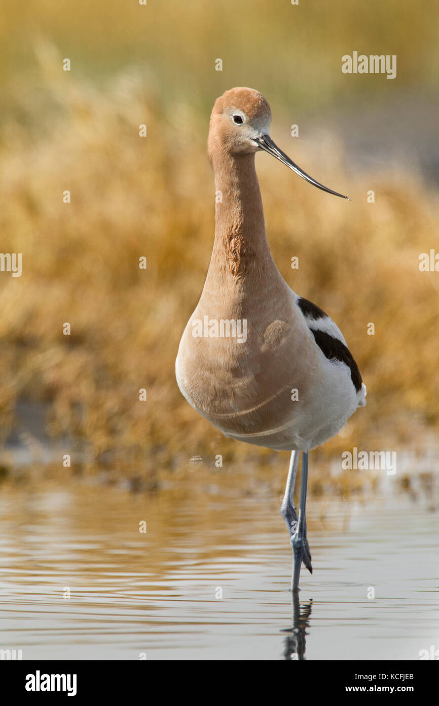 American Avocet, Recurvirostra americana, Canada, Stati Uniti d'America Foto Stock