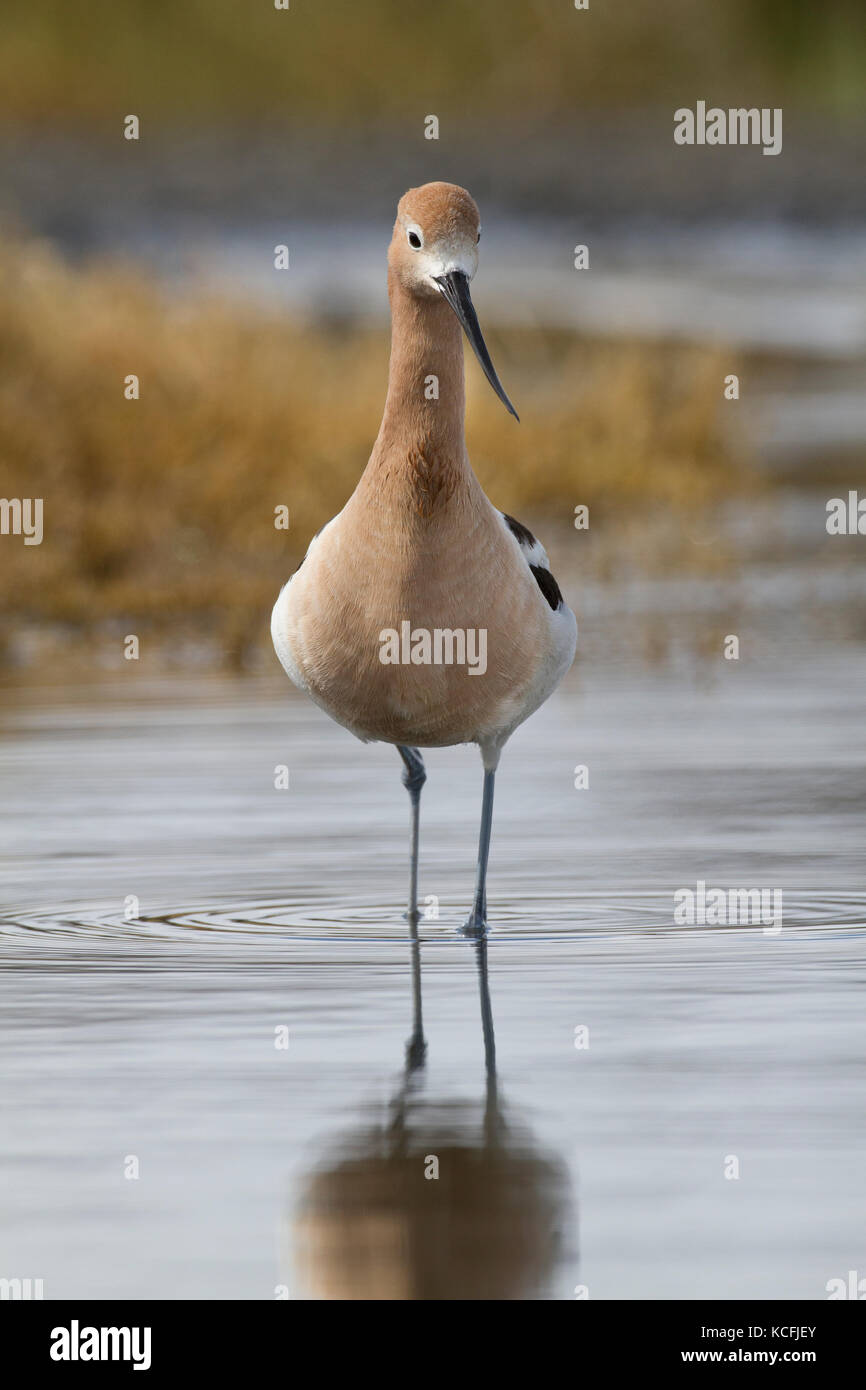 American Avocet, Recurvirostra americana, Canada, Stati Uniti d'America Foto Stock