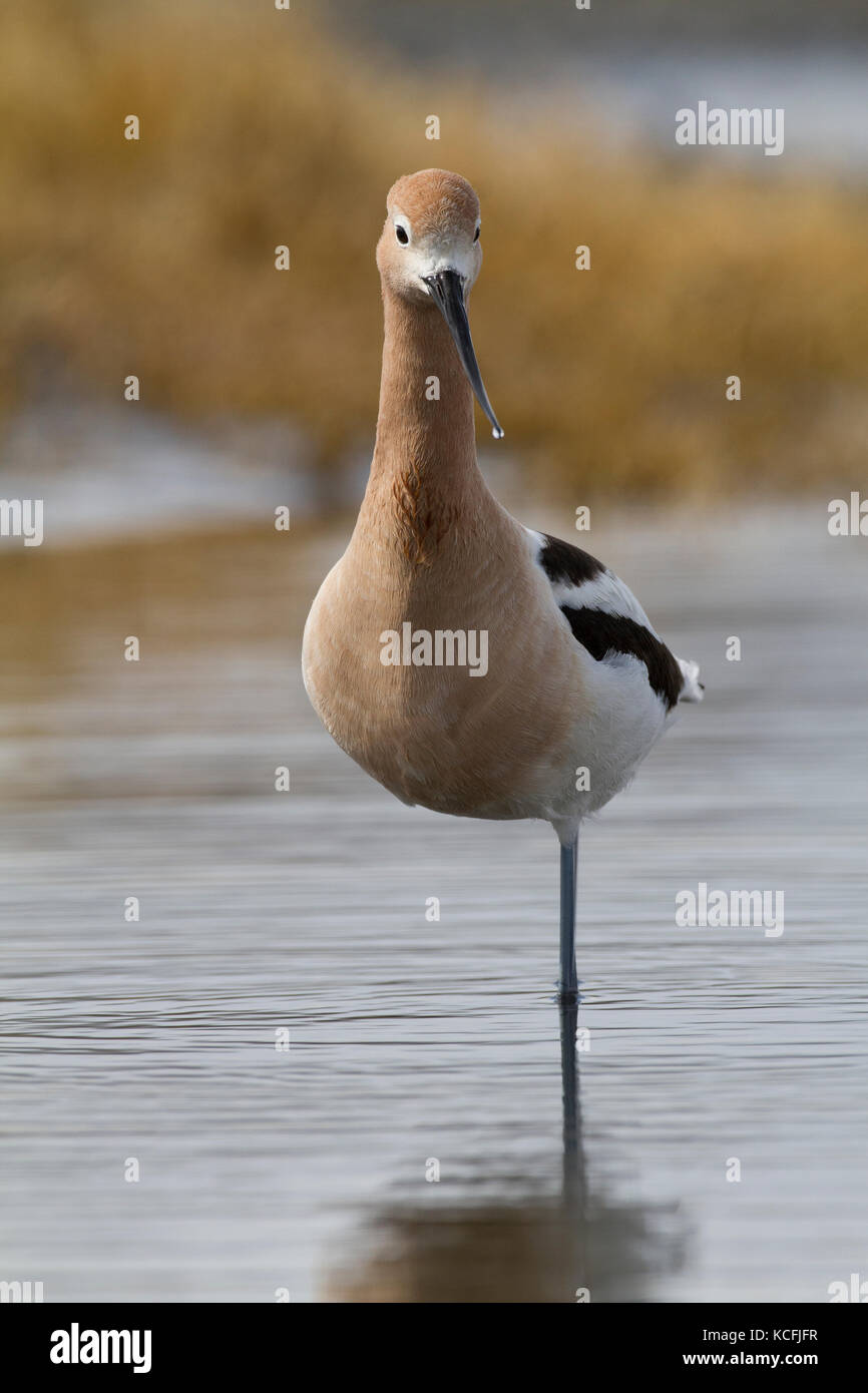 American Avocet, Recurvirostra americana, Canada, Stati Uniti d'America Foto Stock
