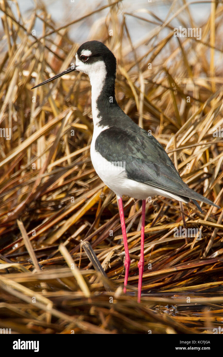 Nero-colli, Stilt Himantopus mexicanus, Grande Bacino Desert Tour, Columbia National Wildlife Refuge, Washington, Stati Uniti d'America Foto Stock