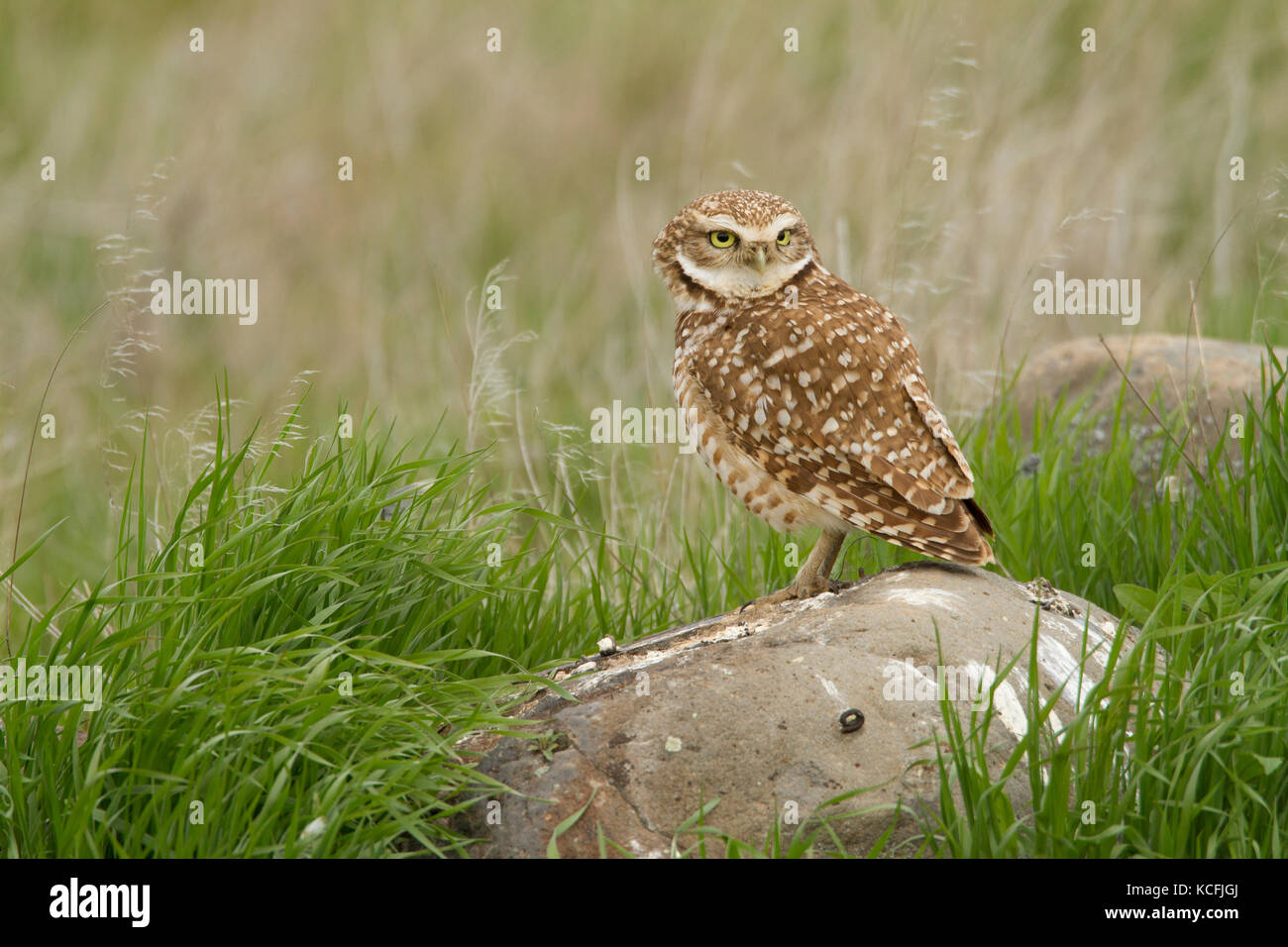 Scavando il gufo, Athene cunicularia, praterie, Grande Bacino Desert Tour, Stati Uniti, Washington, Stati Uniti d'America Foto Stock