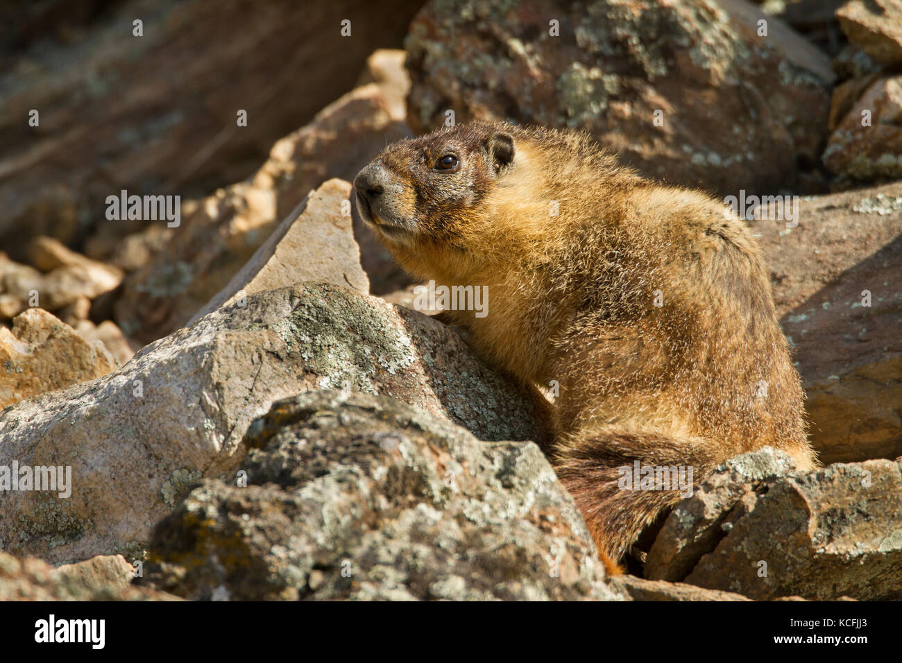 Ventre giallo marmotta, Marmota flaviventris, Cane Creek, bacino grande deserto, Okanagan, British Columbia, Canada Foto Stock
